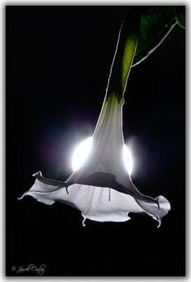 moon-plant-open.jpg