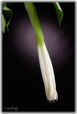 moon-plant-blossom.jpg