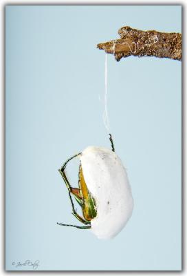 bug-dead.jpg