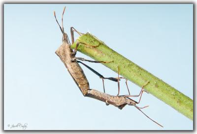 bugs-mating.jpg