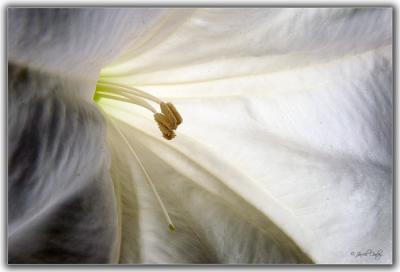 From the bees prospective
