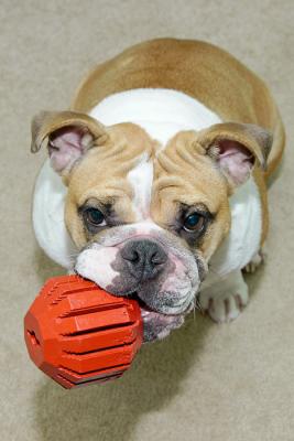 Play Ball With Me?