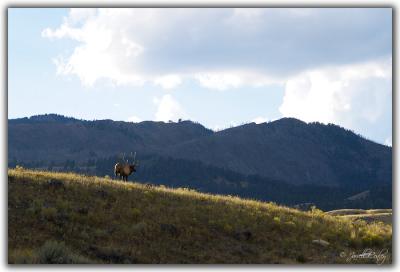 Bull Elk On Ridge