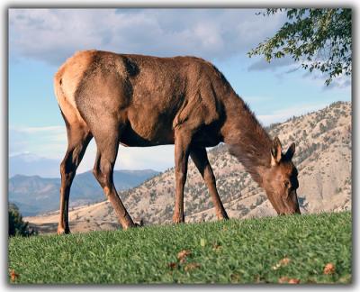 Elk Cow