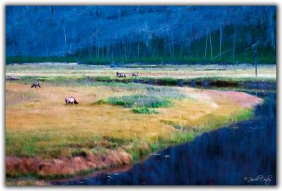 Elk Herd