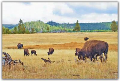 yellowstone_and_the_tetons_2005