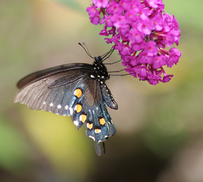 butterflyf2.jpg