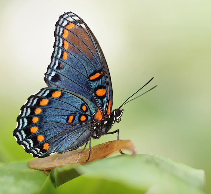 bluefly1.jpg
