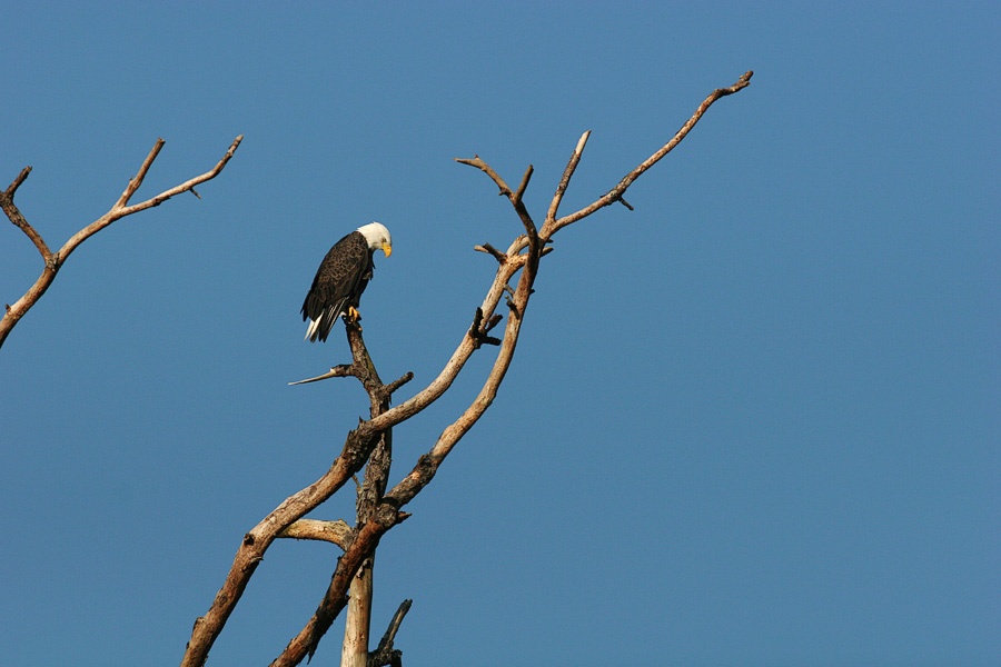 eaglefull.jpg