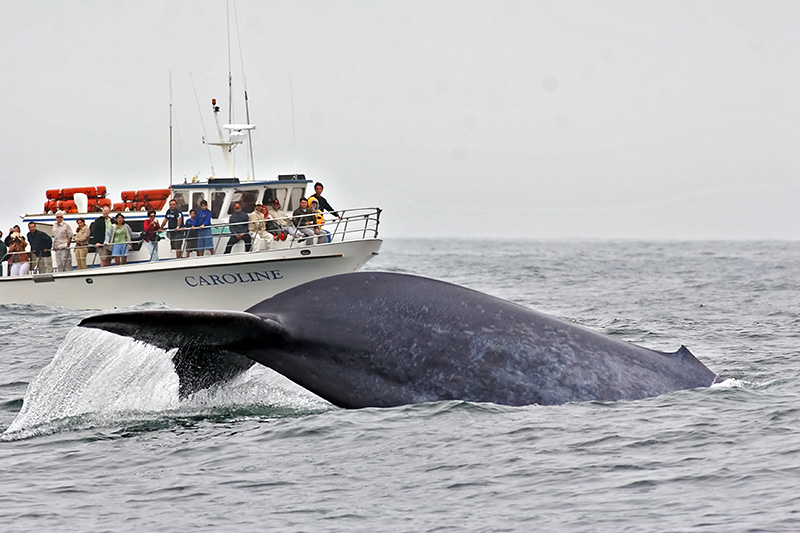 notmywhale.jpg