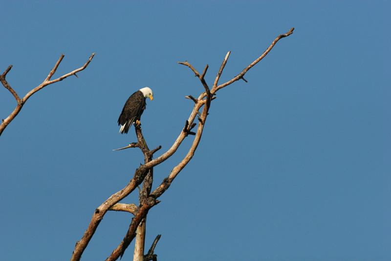 eaglefull.jpg
