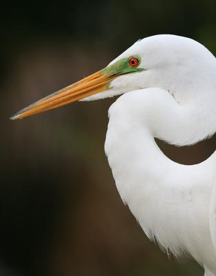 egret800iso.jpg