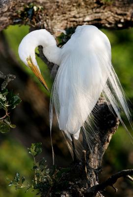 egretpose.jpg