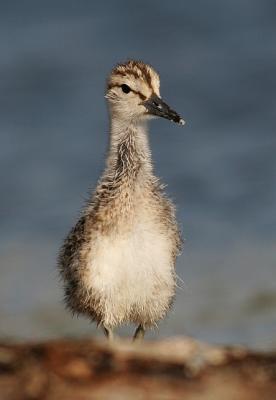 babywillet.jpg