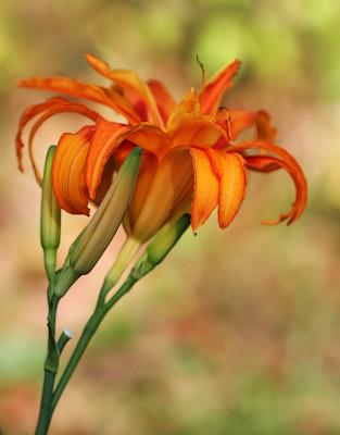 fireflowerf2.8crop.jpg
