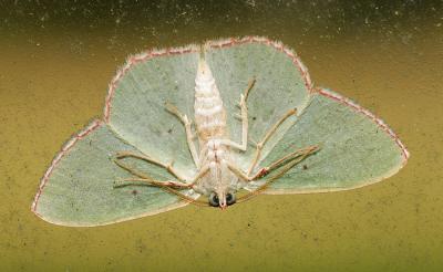 greenmoth.jpg