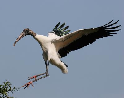 Alligator farm bird rookery 2005