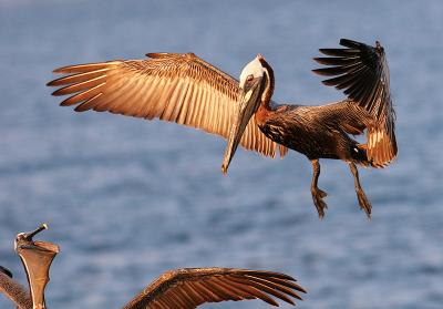 pelicanfight.jpg