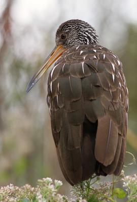 limpkin.jpg