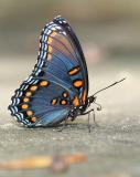bluefly.jpg