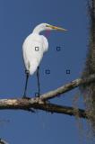 egretfocuspt.jpg