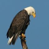 eagle100.jpg