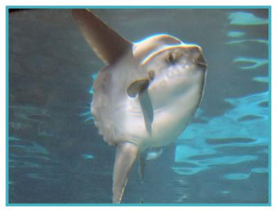 Sun Fish Barcelona Aquarium