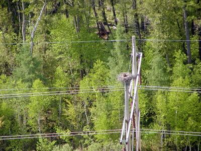 Osprey nest on highline.