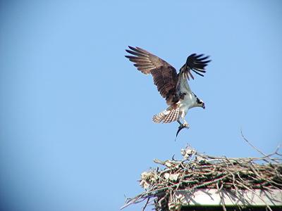  Ospreys of New London