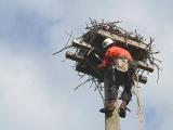 At the top on the nest.