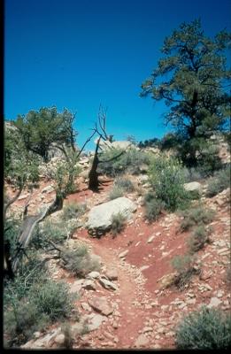 Along the trail, below the rim, on the way to Dripping Springs - West Rim Grand Canyon