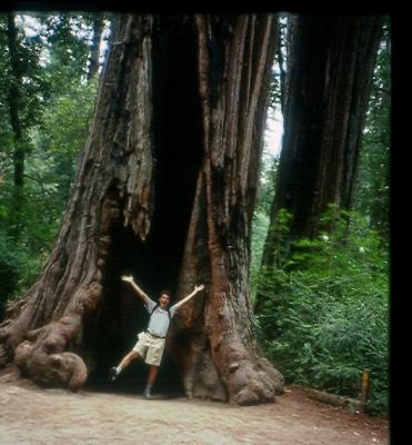 Dancing Among The Redwoods