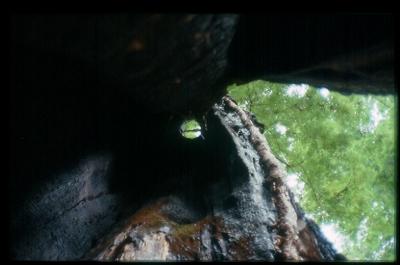 Looking through the top of a redwood hollowed out by fire