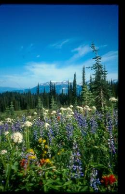Atop Mt. Revelstoke