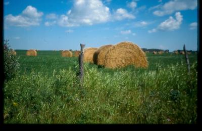Alberta Prairie