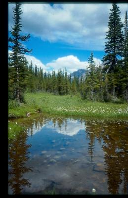 Alpine Glen