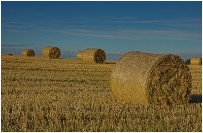 Early harvest, near Eccleshall, Staffordshire