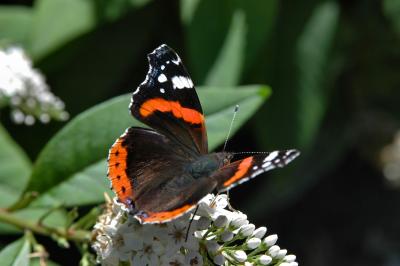 Red Admiral, Lost Gardens of Heligan
