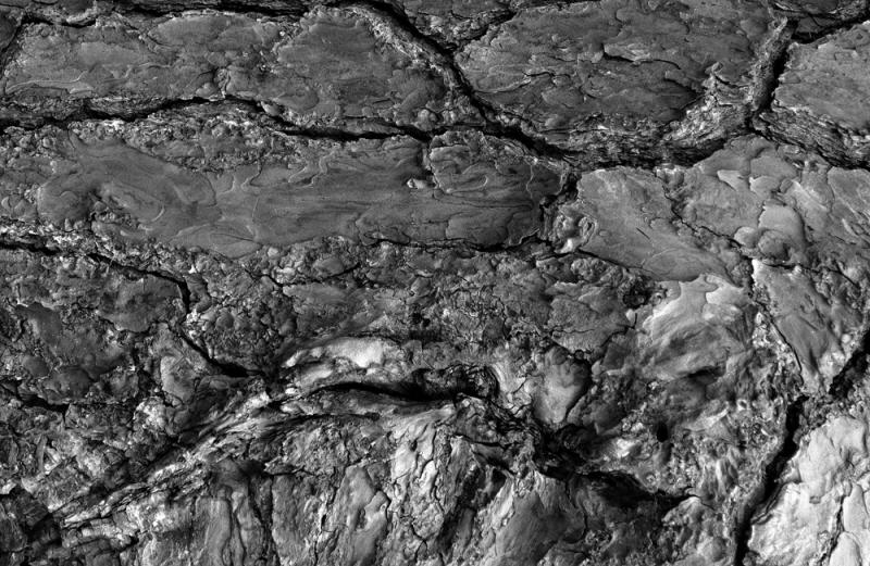 The Bark of a Tree