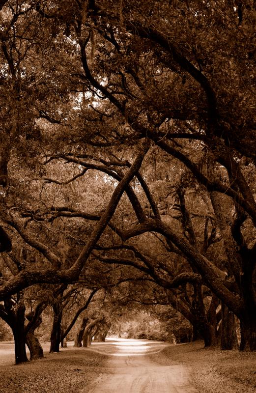 The Trees of Cape Fear