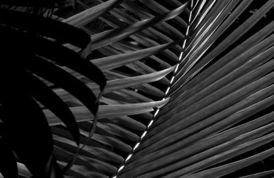 The Lines of the Palm, Australia