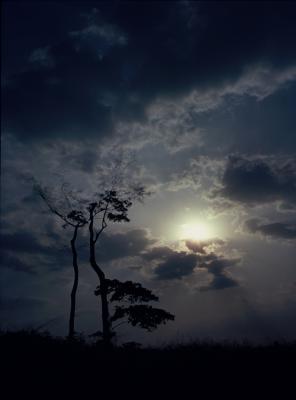 v3/90/575590/3/49785461.TreeSunAfrica1_1.jpg