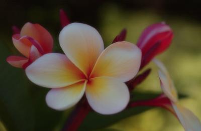 The Beauty of a Flower in the Morning, Barkley House, Australia