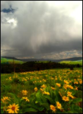 The Breath of Fresh Spring Showers