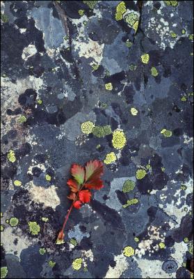 Nature's Painting