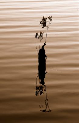 Evening Solitude, Cape Fear, NC