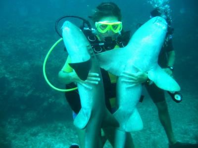  Sharks