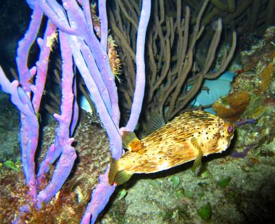 Blowfish - Buceo Noturno