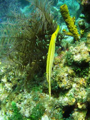 Trumpetfish