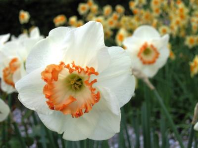 Flor